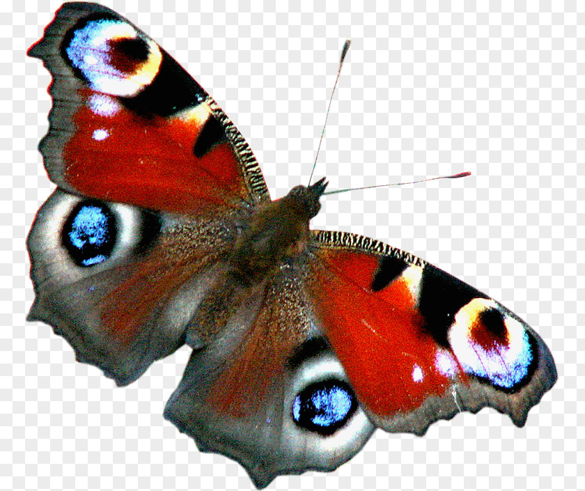 Peafowl Butterfly Insect Aglais Io Papillon Dog Birdwing PNG