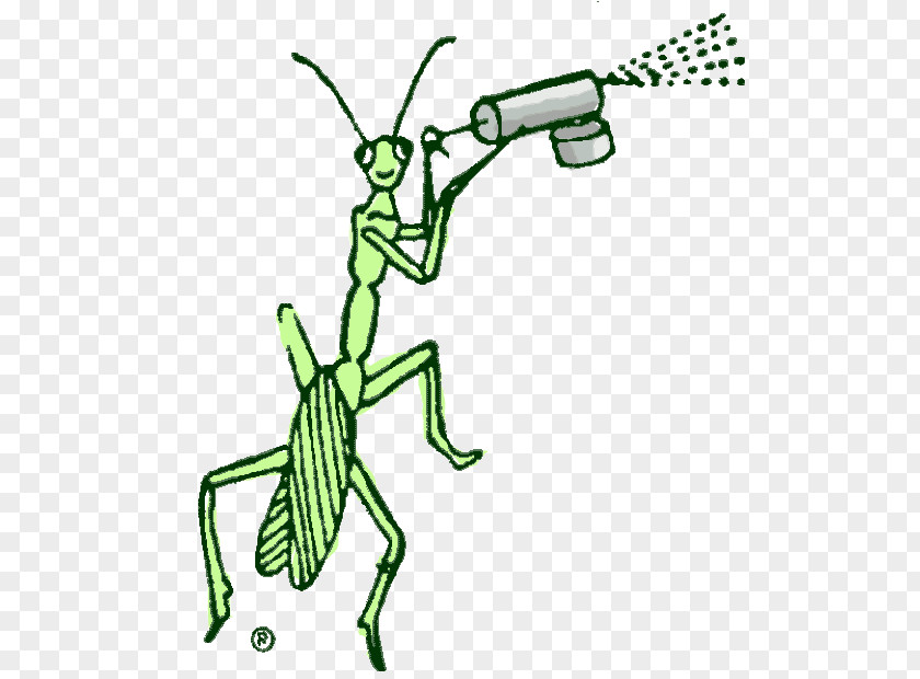Powder Post Beetles Insect Illustration Pest Cartoon Desktop Wallpaper PNG