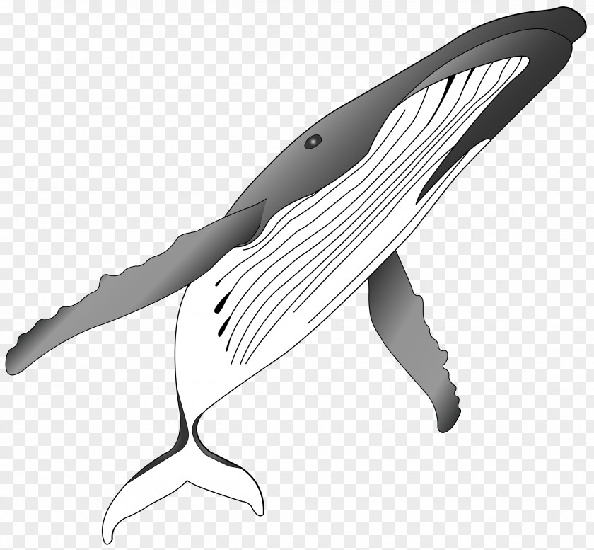 Sharks Grayscale Humpback Whale Killer Clip Art PNG