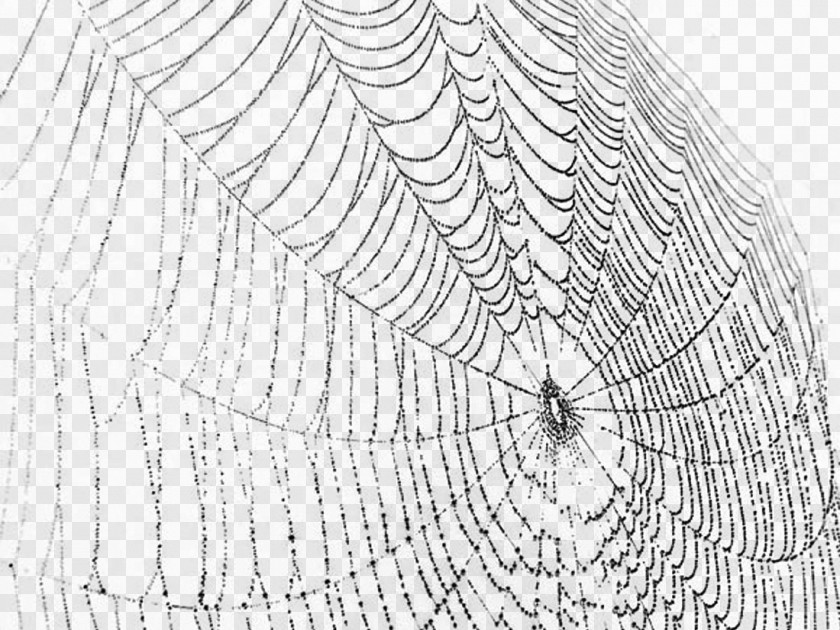 Sketch Cartoon Spider Web Pictures Silk Clip Art PNG