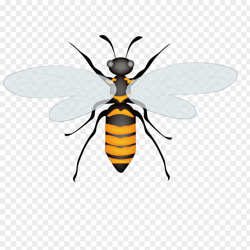 Summer Dragonfly Honey Bee Insect Euclidean Vector PNG