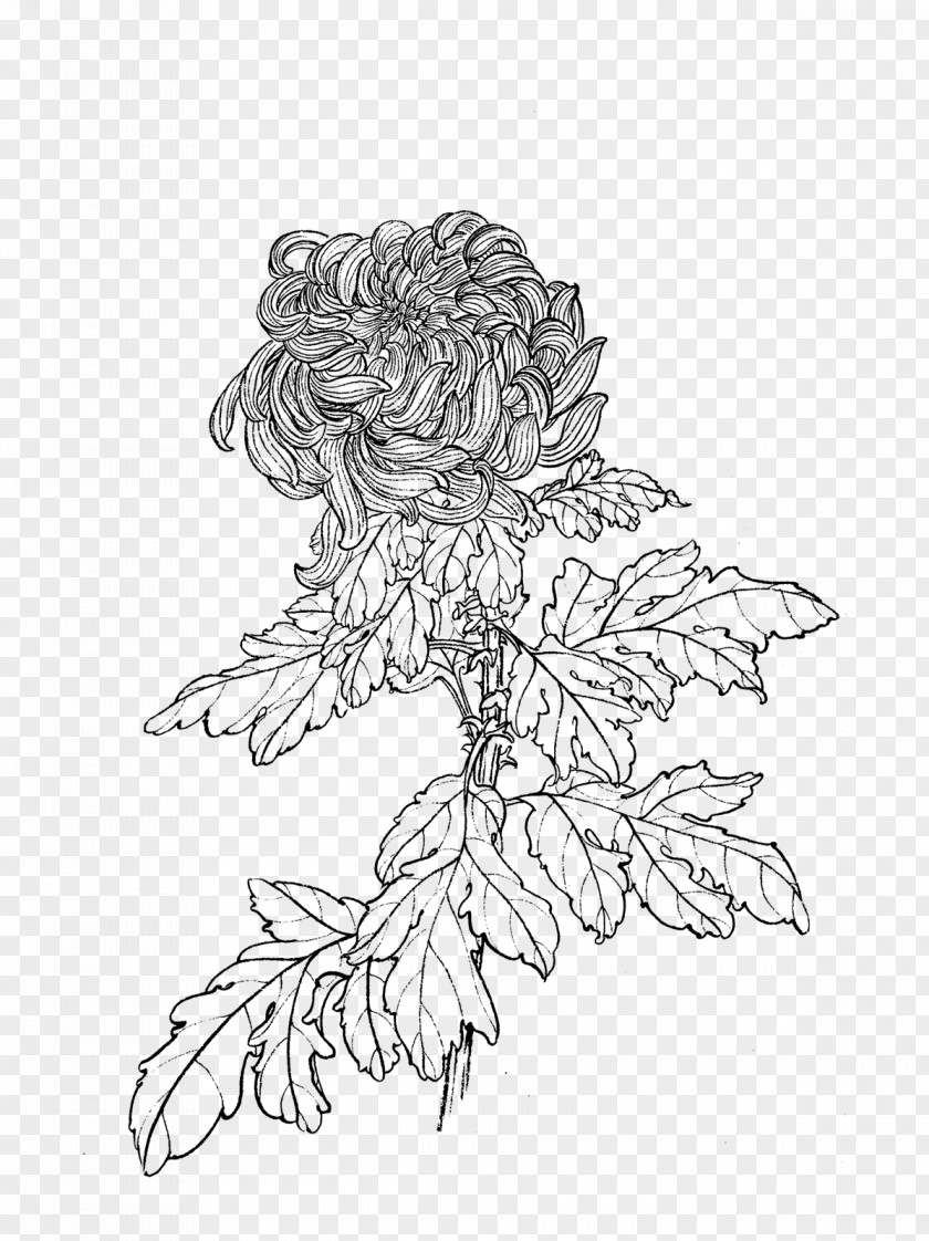 Chrysanthemum Flower Drawing Manual Of The Mustard Seed Garden Line Art PNG