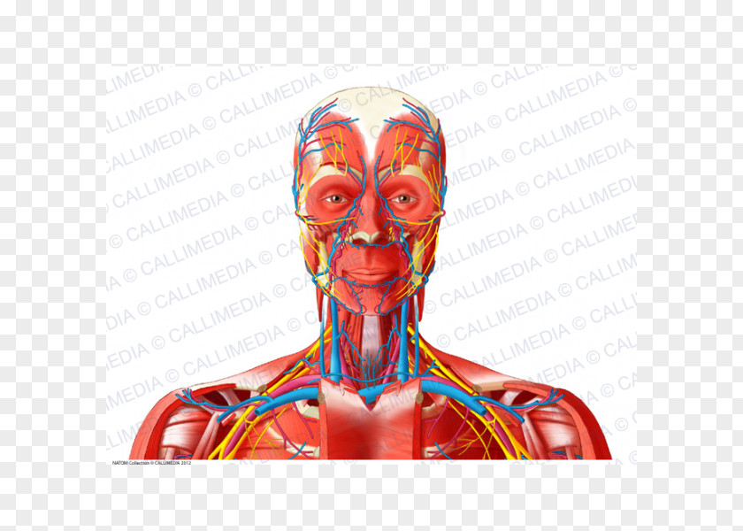 Head And Neck Anatomy Nerve Anterior Triangle Of The Blood Vessel PNG