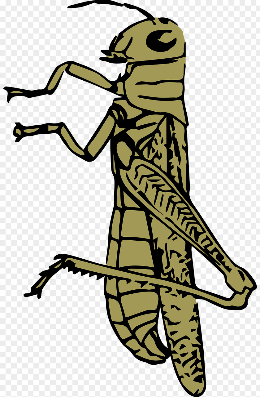 Light Brown Grasshopper Clip Art PNG