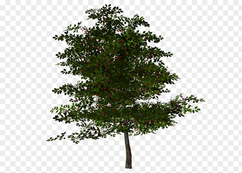 Tree Oak Clip Art PNG