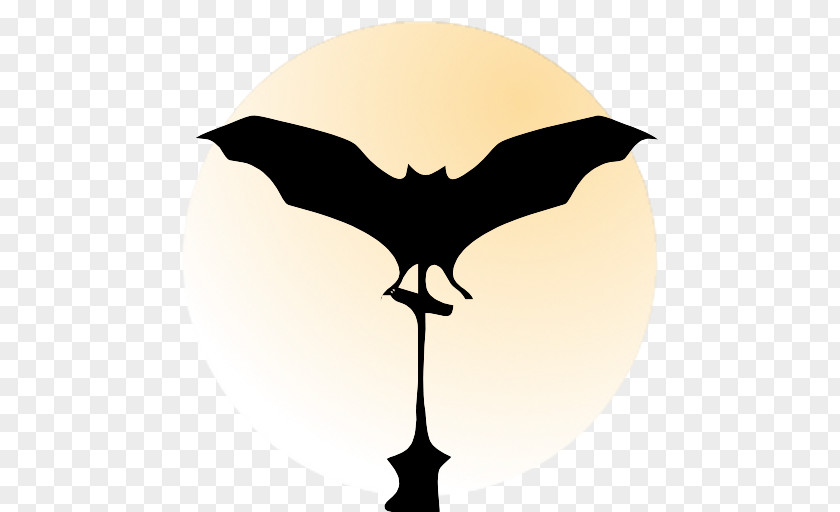 Bat Cat Desktop Wallpaper Image Photograph PNG