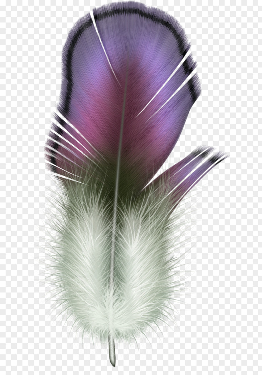 Bird The Floating Feather Clip Art PNG