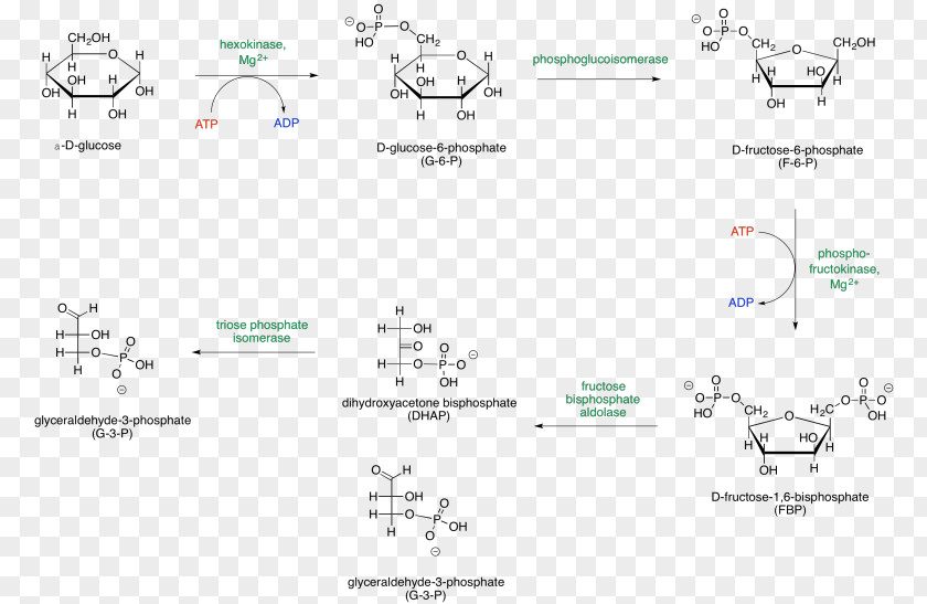 Glycolysis Metabolic Pathway Adenosine Triphosphate Glucose Sugar Phosphates PNG