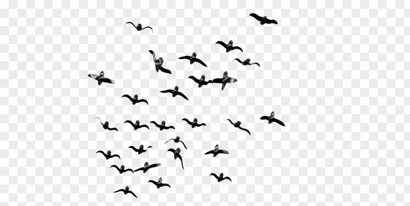 Macaw Bird Flight Goose Clip Art PNG