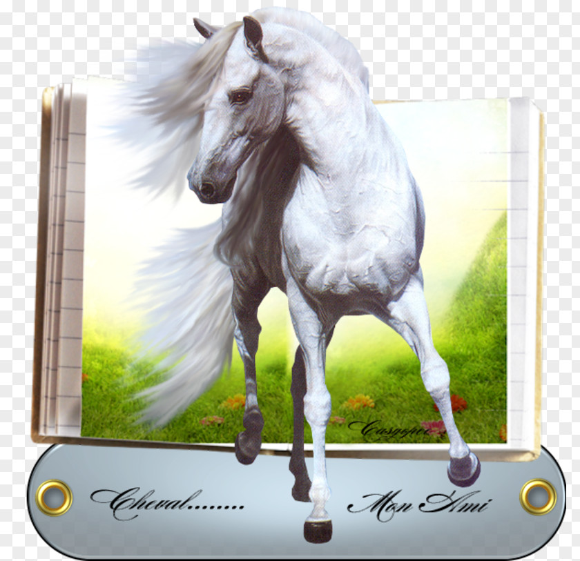 Mustang American Paint Horse White Image PNG