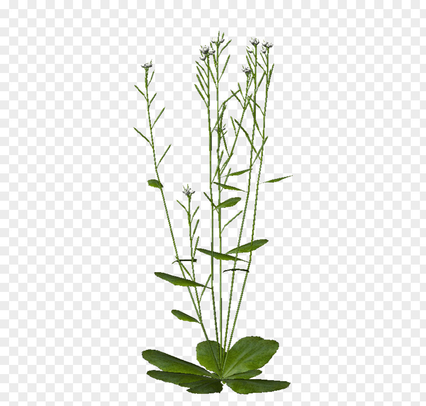 Arabidopsis Thale Cress Genome Chlamydomonas Reinhardtii Phototropism Plant PNG