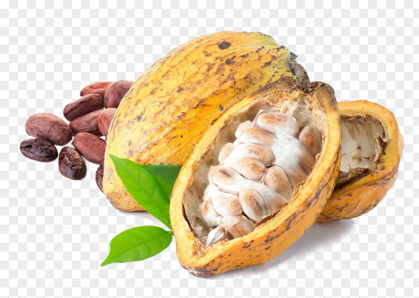 Cacao PNG clipart PNG