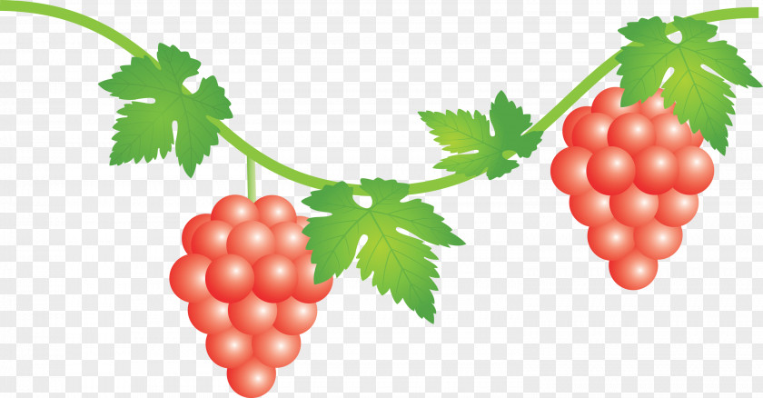 Grape Grapes Fruit PNG