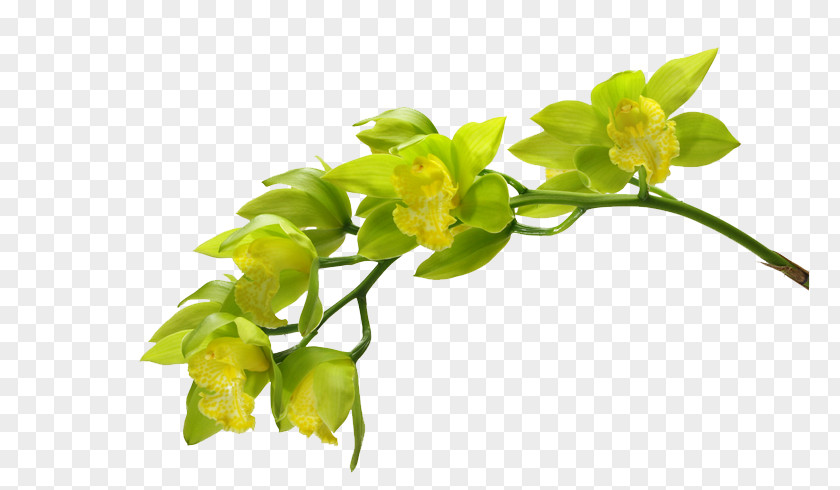 Green Flowers Moth Orchids Flower PNG