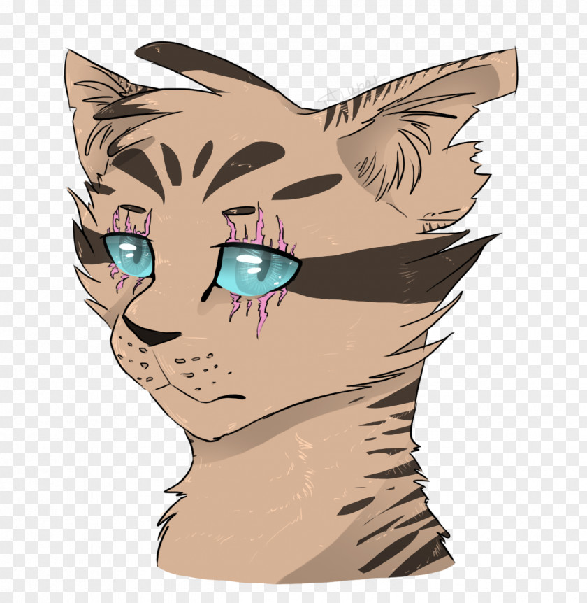 Kitten Whiskers Tabby Cat PNG