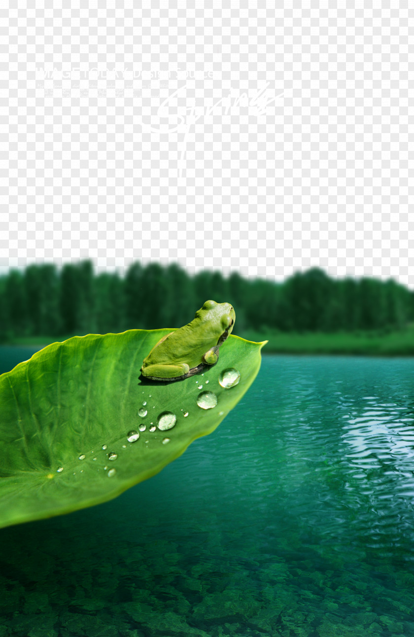 Landscape Frogs Frog PNG