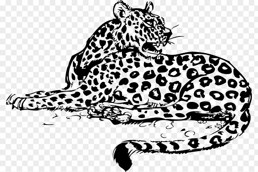 Leopard Whiskers Jaguar Wildcat PNG