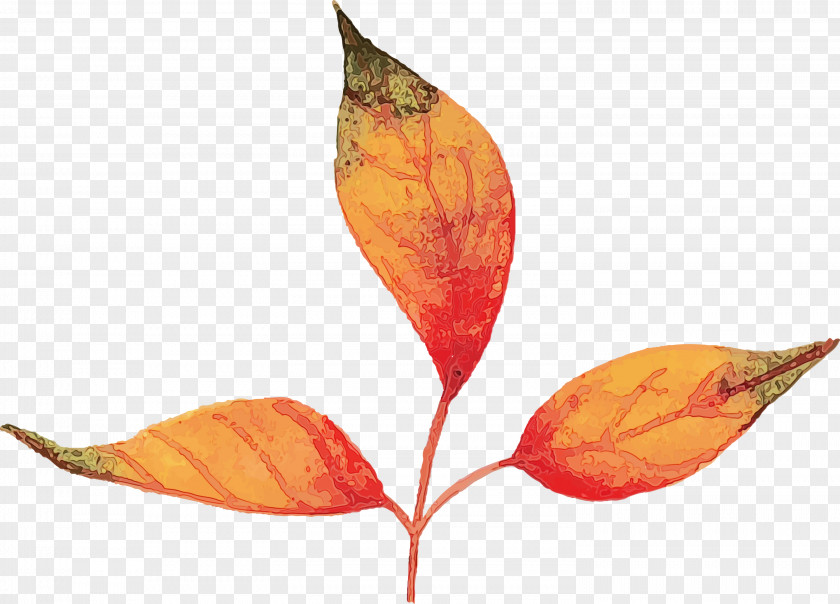 Plant Stem Leaf Petal Plants Biology PNG