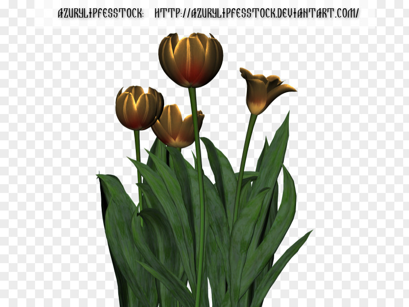 Tulip Plant Stem Cut Flowers PNG