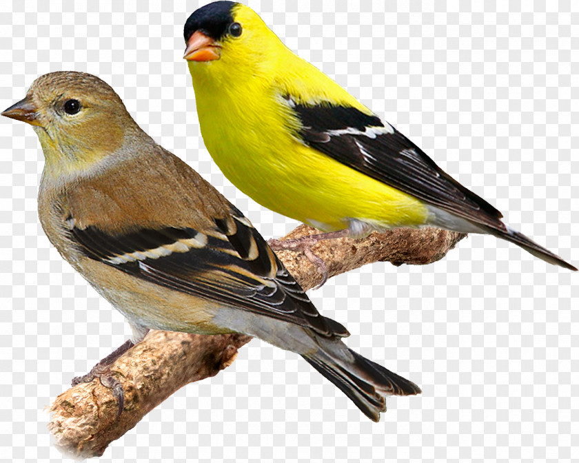 Bird Domestic Canary Eurasian Siskin Red American Goldfinch PNG