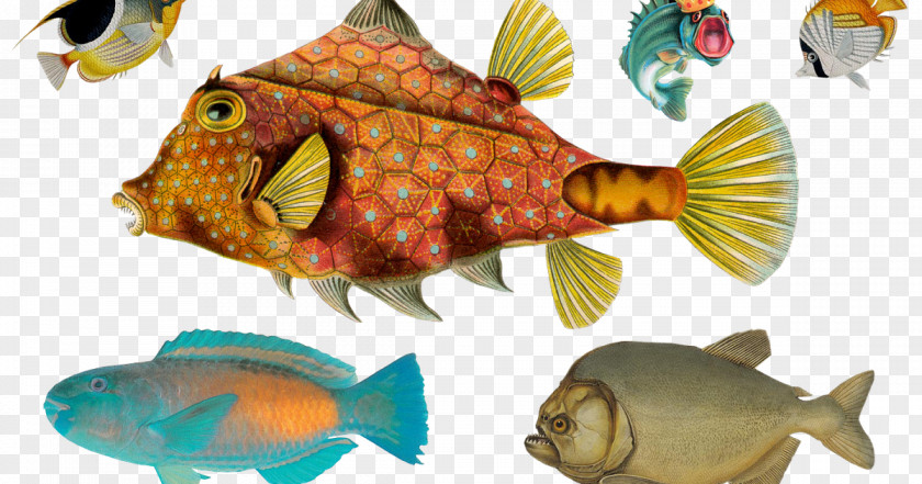 Fish Tropical Paper Post Cards Idea PNG
