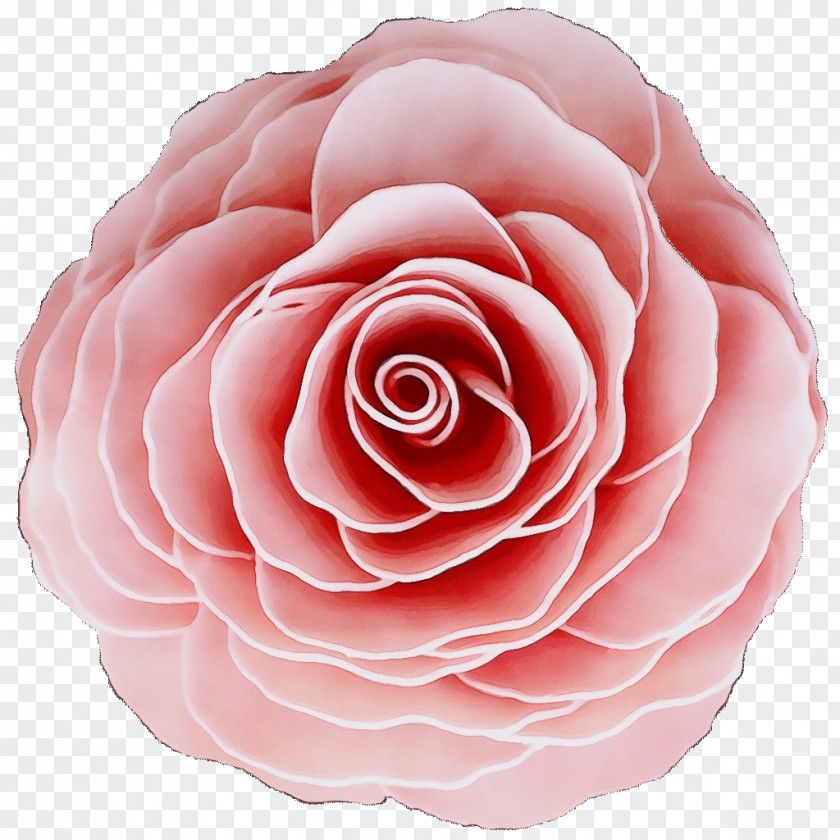 Garden Roses PNG