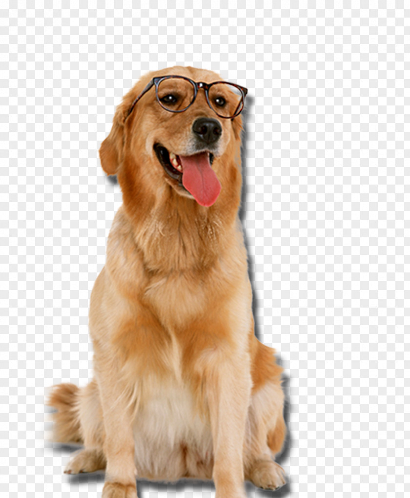 Golden Retriever Dog Wearing Glasses Labrador Puppy Cat Pet PNG