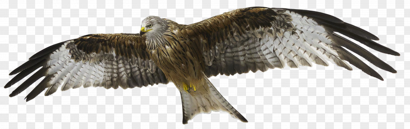 Kite Red Bird Of Prey Bald Eagle PNG