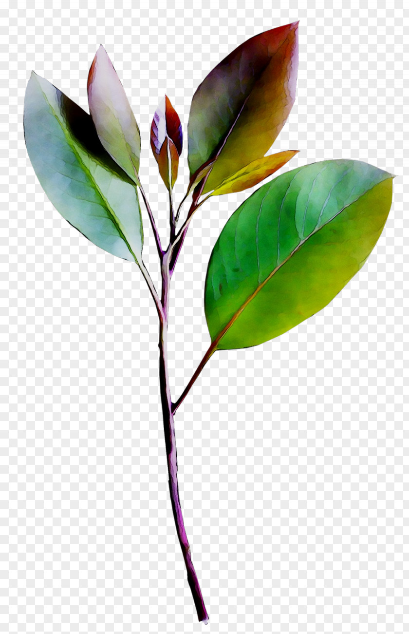 Leaf Plant Stem Branching PNG