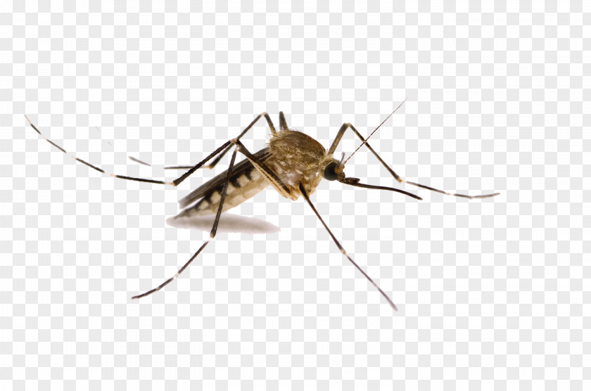 Mosquito Mosquito-borne Disease West Nile Fever Control Virus PNG