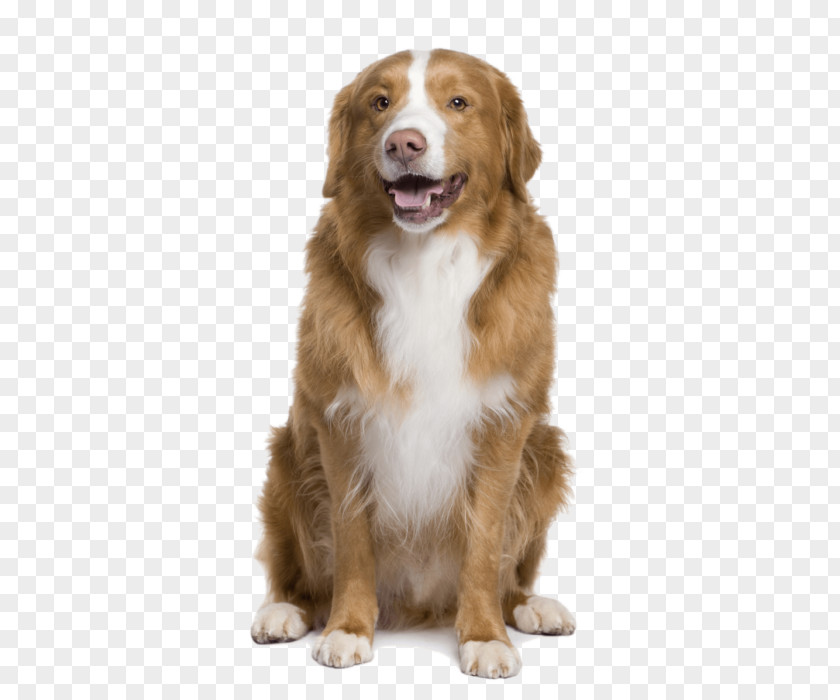 Nova Scotia Duck Tolling Retriever German Shepherd Dog Breed Pet Sitting Rough Collie PNG