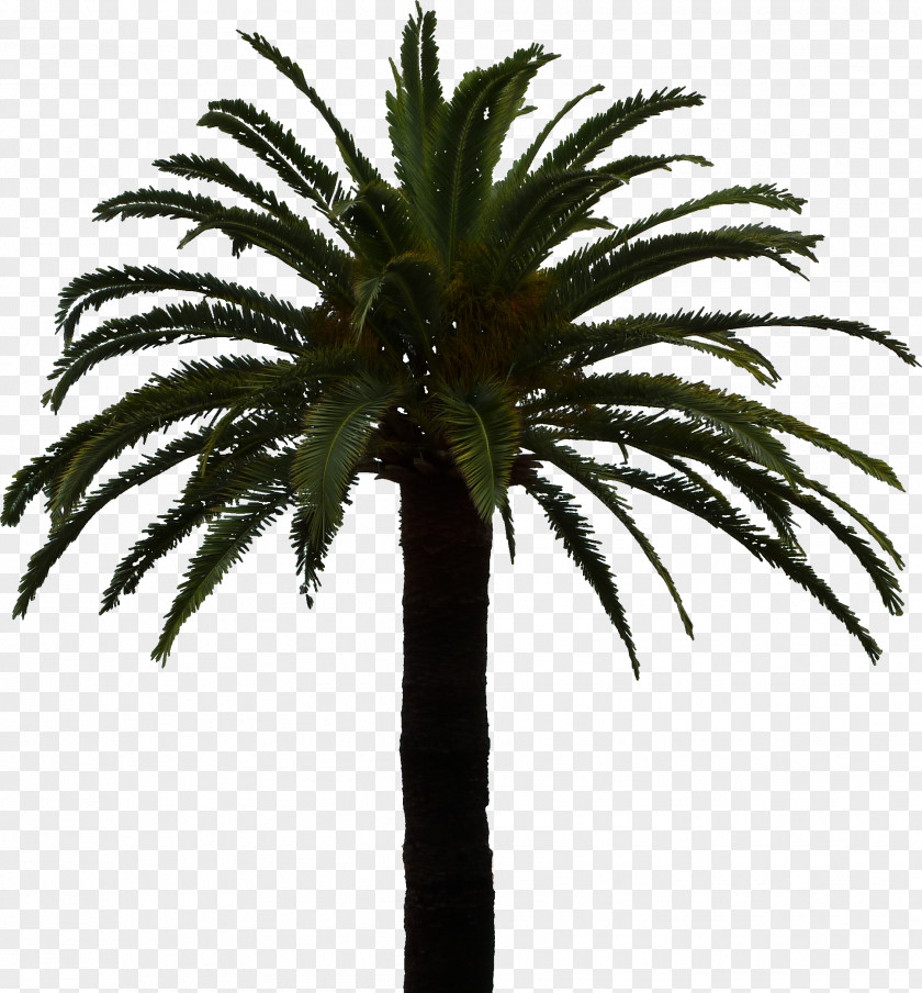 Palmier Clipping Path Arecaceae Tree PNG