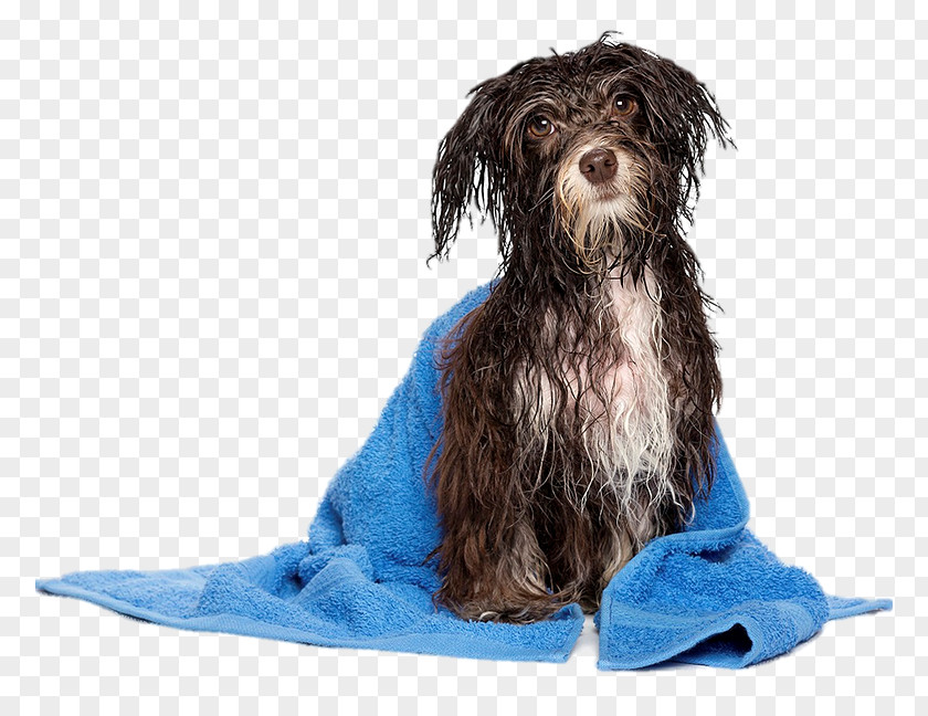 Puppy Havanese Dog Pet Sitting Daycare Grooming PNG