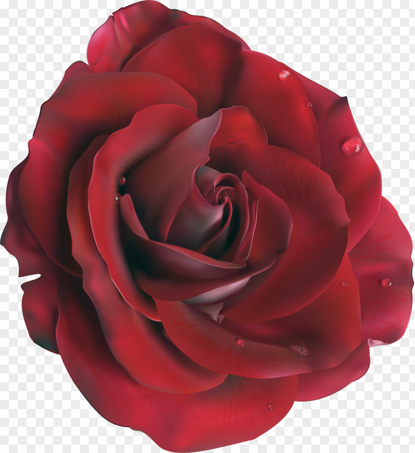 Roses Blue Rose Flower Clip Art PNG
