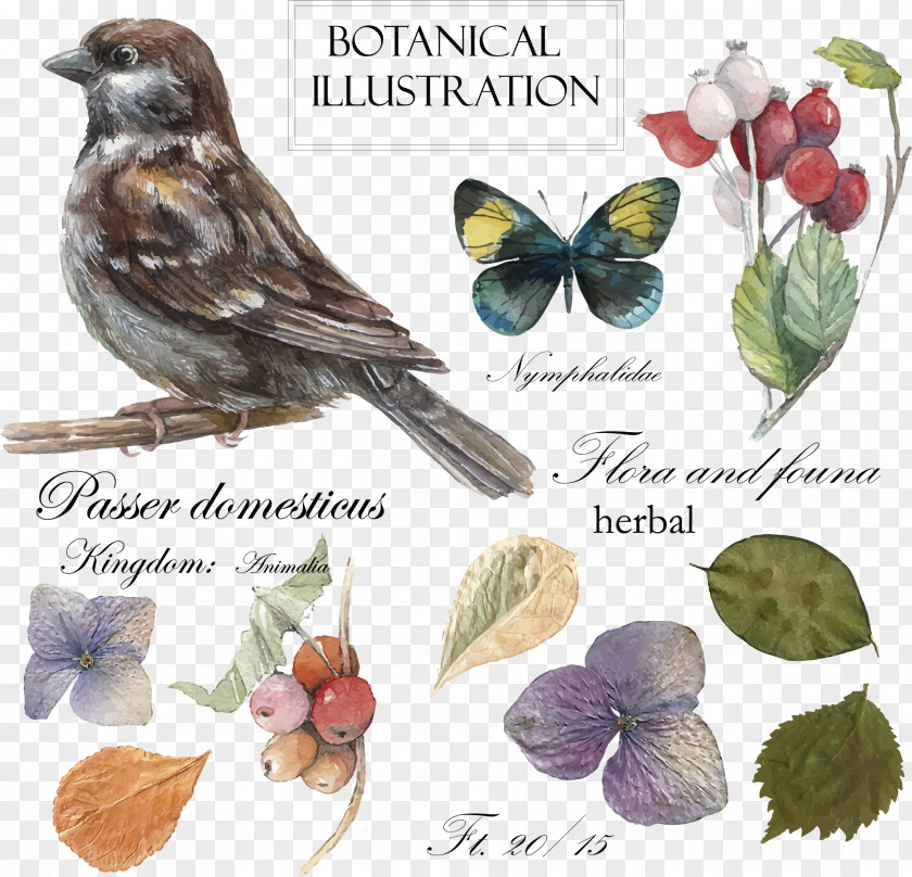 Vector Hand-painted Bird Posters Drawing Botanical Illustration PNG