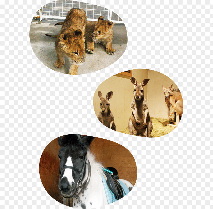 Animal Family Fauna Wildlife PNG