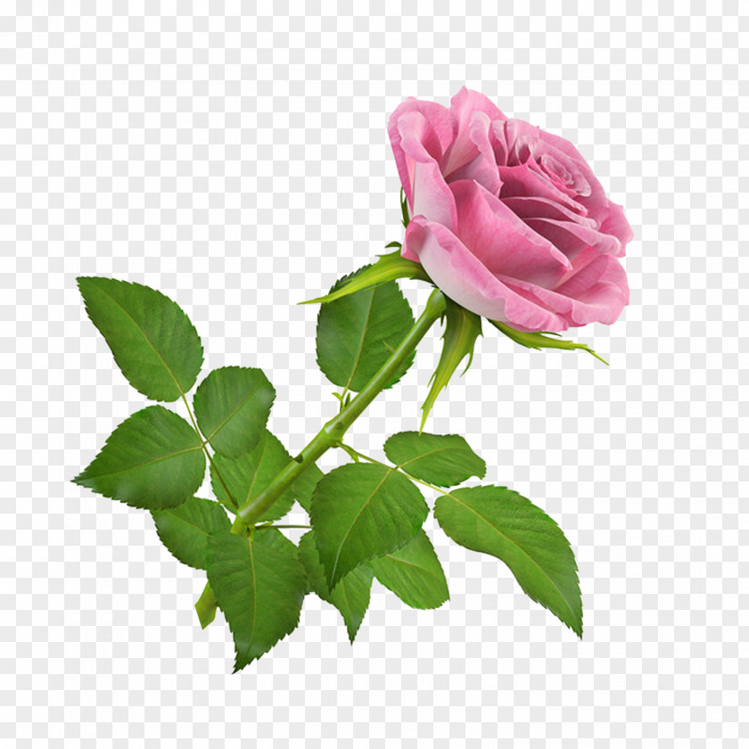Callalily Flower Rose 3D Computer Graphics Modeling TurboSquid PNG