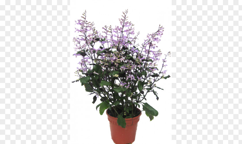 Flower Flowerpot Houseplant Shrub Flowering Plant PNG