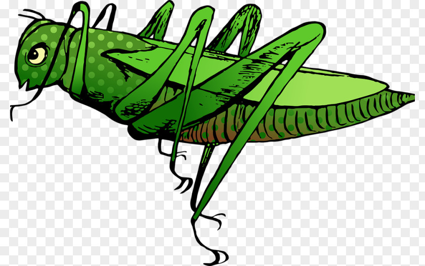 Grasshopper Stock.xchng Image Clip Art Vector Graphics PNG