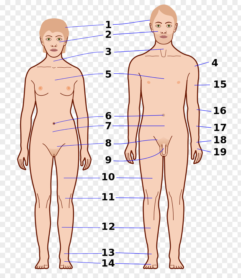 Human Body Navel Wiktionary Translation Abdomen PNG