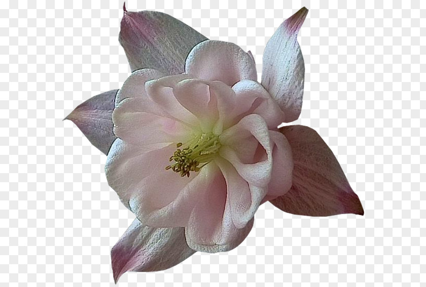 Pearl Flower Blog Ne Boude Pas Skyrock PNG