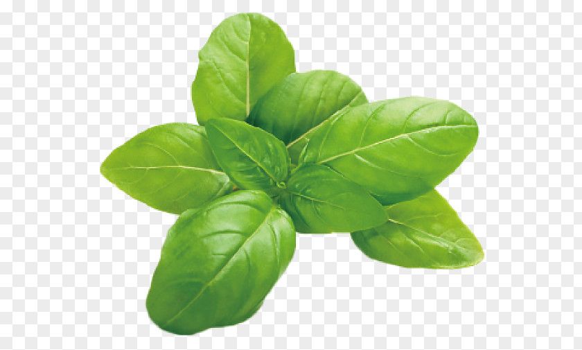 Basil Italian Cuisine Herb Leaf Vegetable Mozzarella PNG