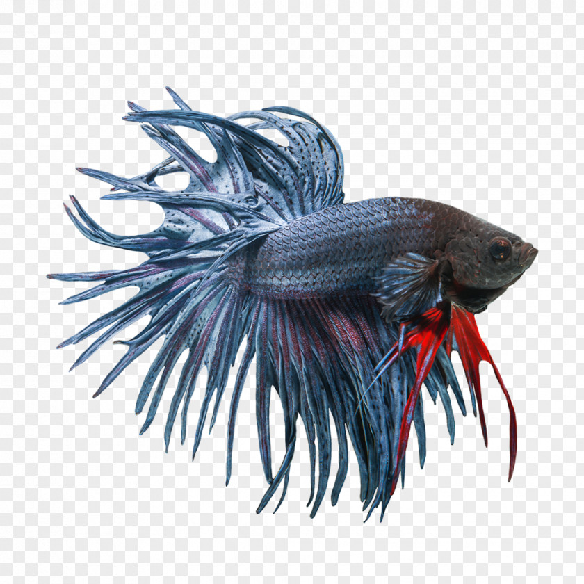 Betta Siamese Fighting Fish Veiltail Emerald Green Aquarium PNG