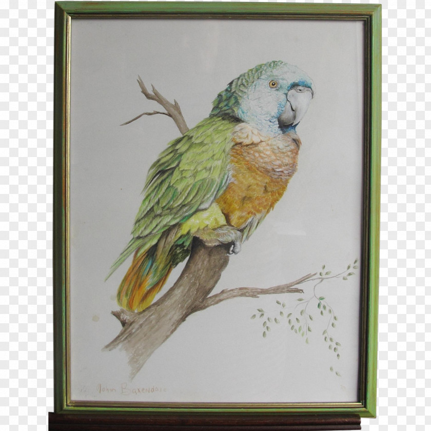 Bird Watercolor Parrot Lovebird Parakeet Macaw PNG