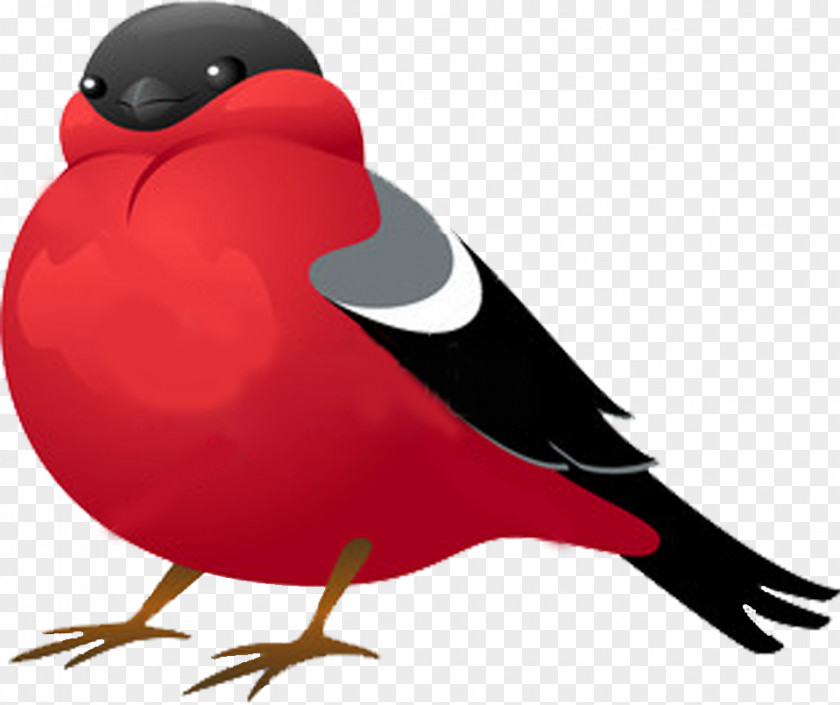 Bullfinch Clip Art Vector Graphics Stock Photography Illustration Shutterstock PNG