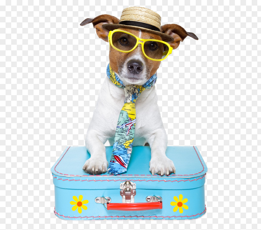 Dog Pet Sitting Puppy Travel PNG