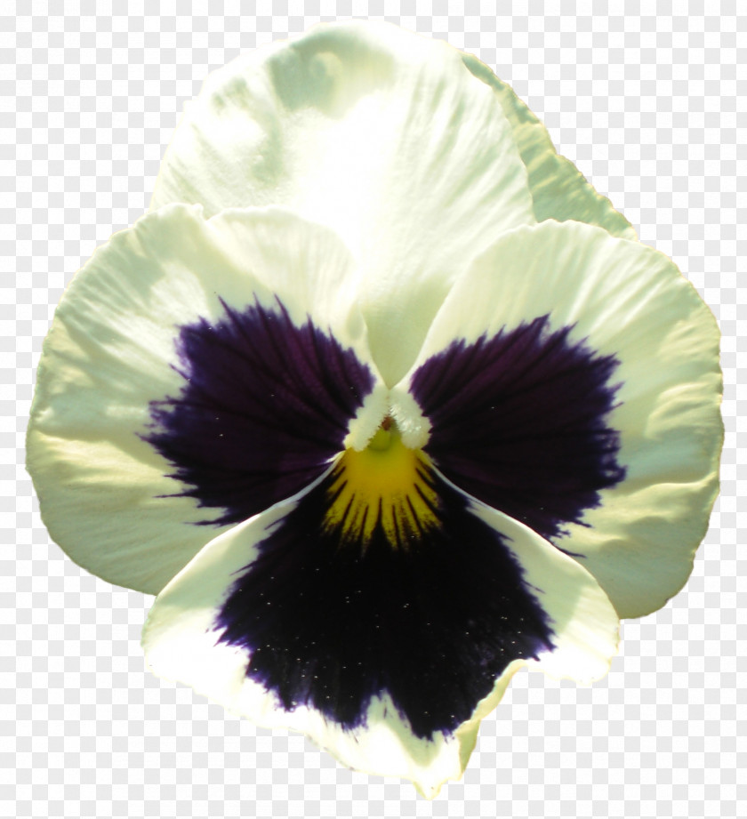 Flower Black Pansy Flowering Plant Violet PNG