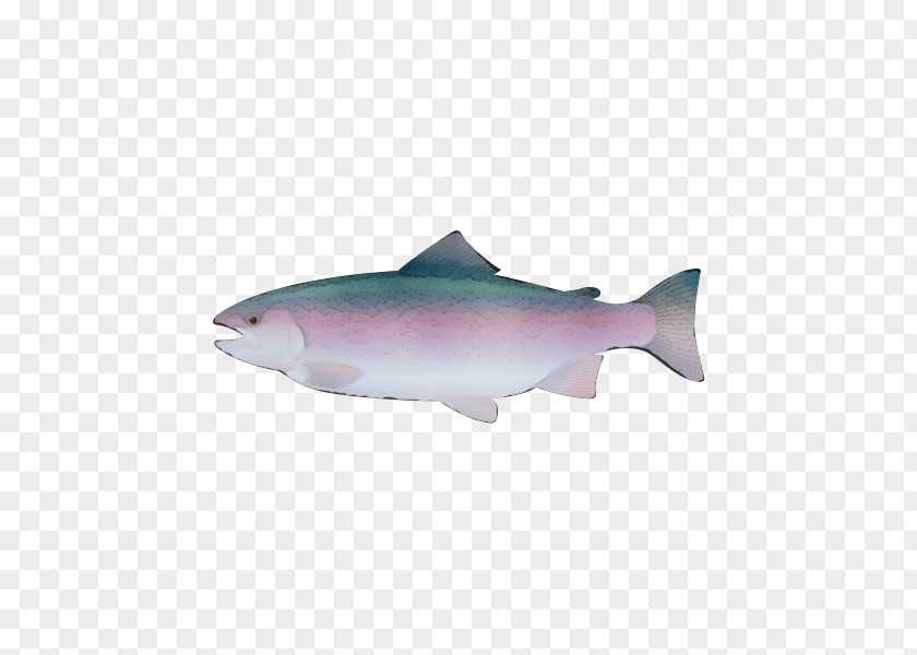 Oily Fish Rayfinned Fin Salmon Sockeye PNG
