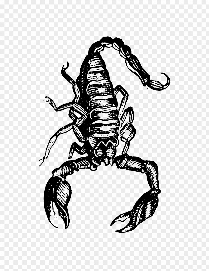 Scorpion Drawing Character /m/02csf PNG