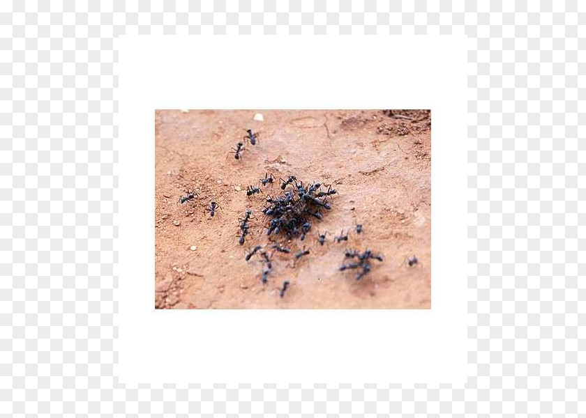 Ant Soil PNG